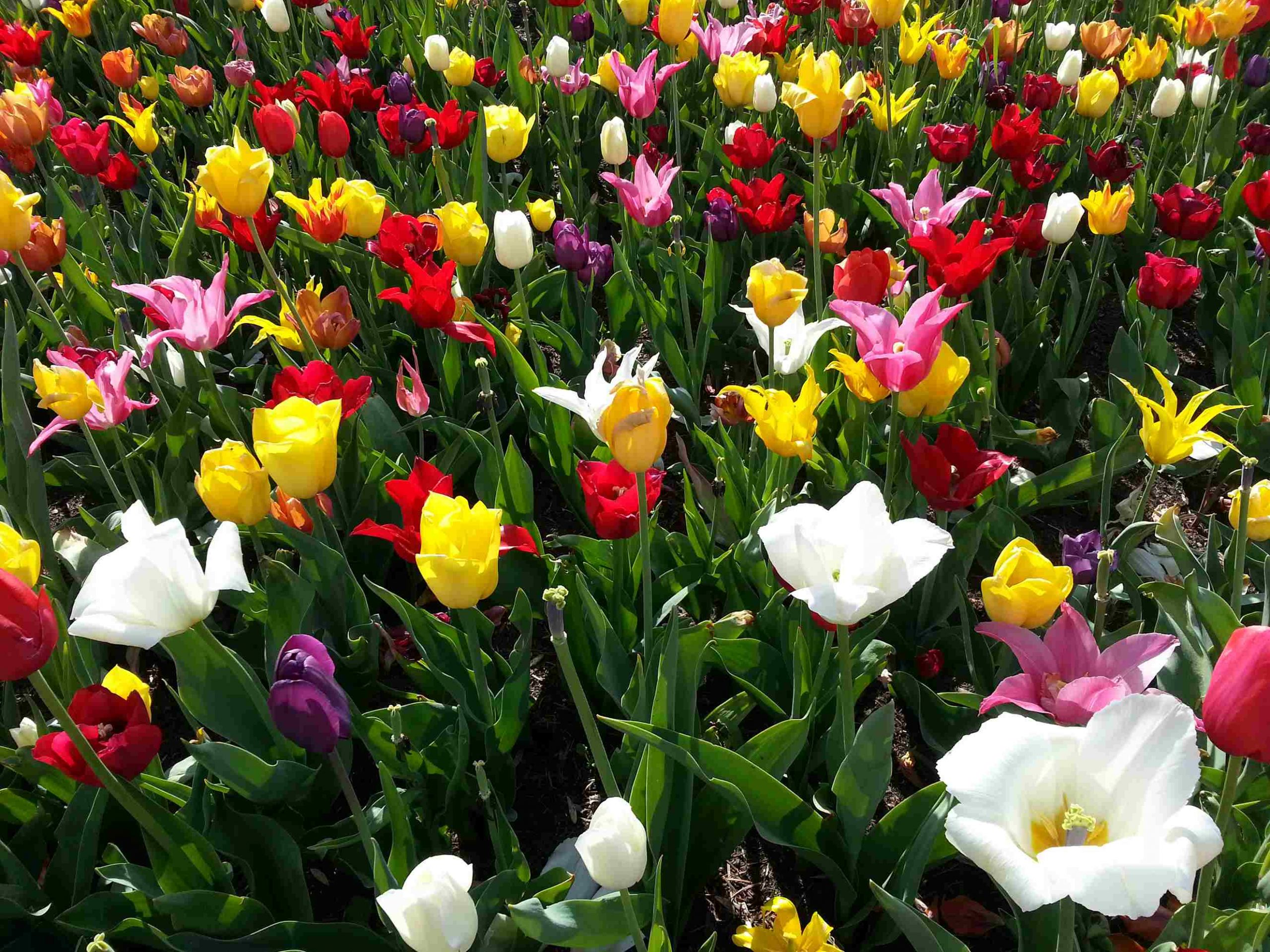 Tulpen